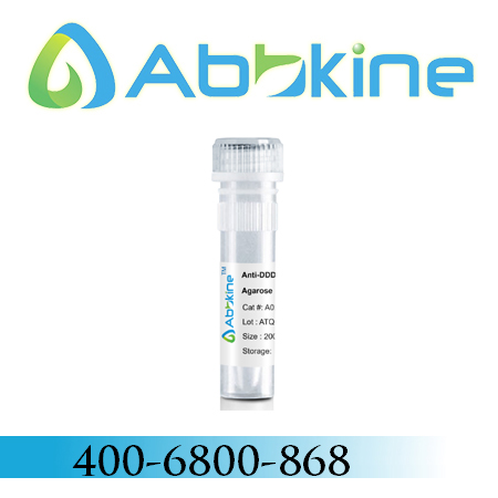 V5标签小鼠单克隆抗体，琼脂糖偶联-Anti-V5 Tag Mouse Monoclonal Antibody, Agarose