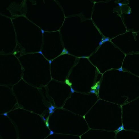 免疫荧光/IF组织染色实验服务生物实验动物实验整体课题外包代做