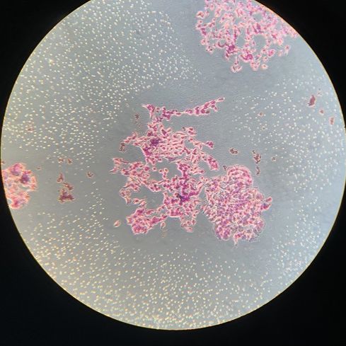 克隆形成细胞功能实验服务生物实验动物实验整体课题外包代做