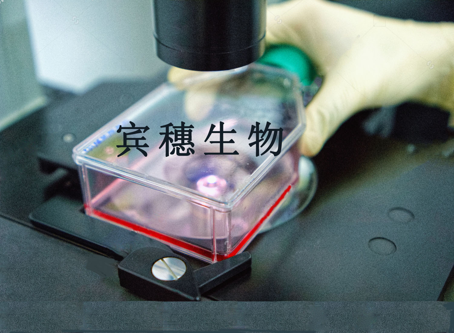 EPC细胞|大鼠血管内皮祖细胞 长期复苏