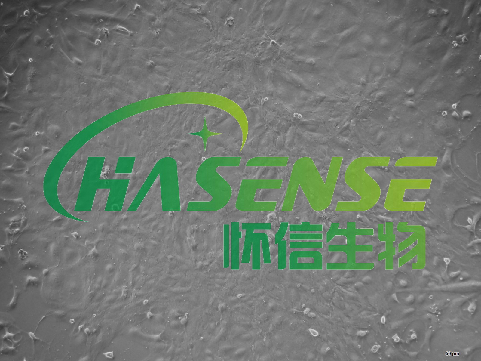 小鼠视网膜色素上皮细胞