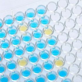 小鼠Klotho蛋白ELISA试剂盒Mouse Klotho ELISA Kit