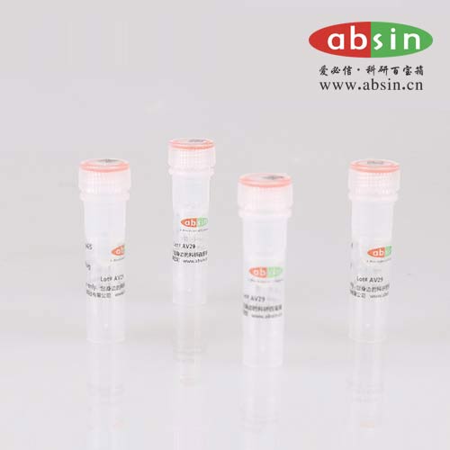 Beta-Actin Antibody,Beta-Actin抗体