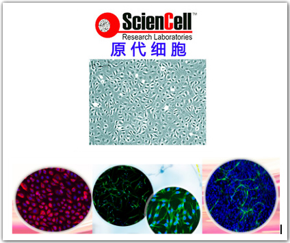 小鼠淋巴管内皮细胞