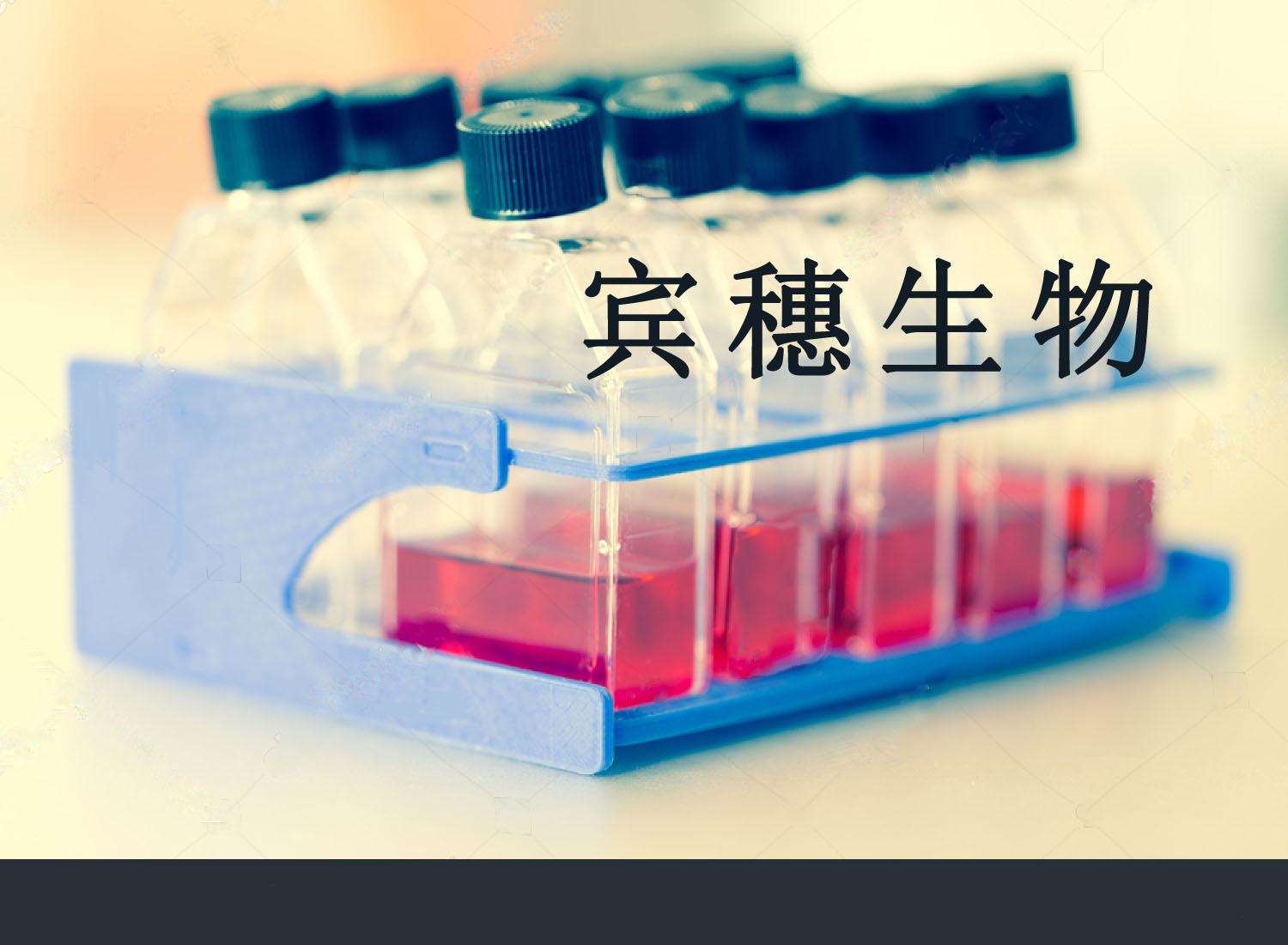 HBL-1细胞|人弥漫大B淋巴瘤细胞 来源可靠