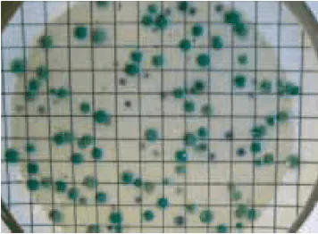 ChromoSelect Agar (C. perfringens appears as green colonies) 图2. CP ChromoSelect琼脂(产气荚膜梭菌显示为绿色菌落)