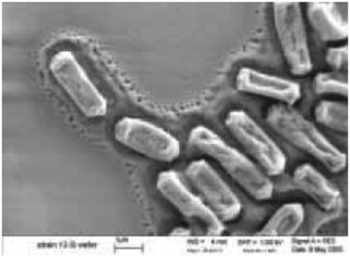 Scanning electron micrograph of C. perfringens grown on a silicon wafer (source: S. Melville, Department of Biological Sciences, Virginia Tech University) 在硅片上生长的产气荚膜梭菌的扫描电子显微照片(来源:S. Melville,弗吉尼亚理工大学生物科学系)