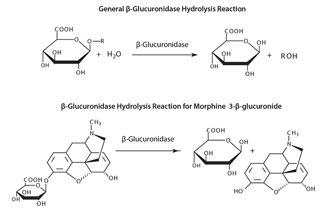 β-Glucuronidase Hydrolysis Reaction β-葡糖醛酸酶水解反应