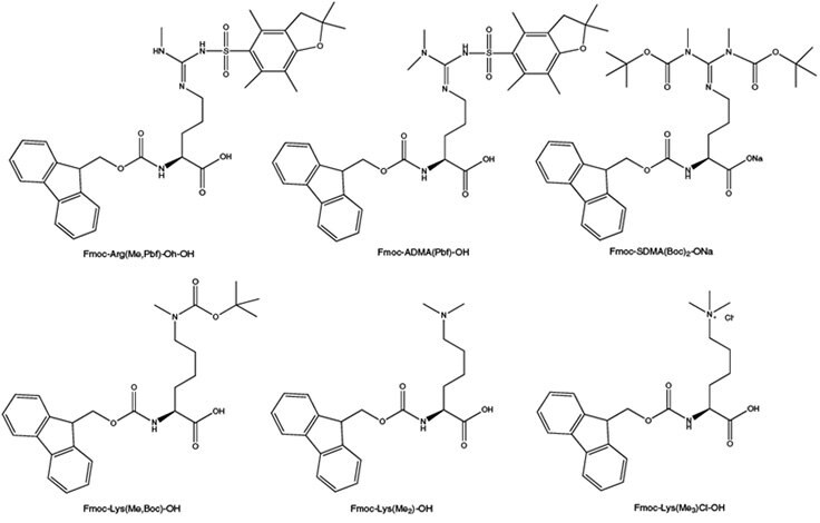 post-translational-methylation-of-arginine-and-lysine-residues Post-translational methylation of arginine and lysine residues