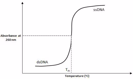 用UV-Vis分光光度计在恒温槽中进行测量。T<sub>m</sub>是双链DNA(dsDNA)和单链DNA(ssDNA)曲线上平台之间中间的读数。 如图1所示,确定Tm的最常用实验方法是测量寡核苷酸及其互补链作为温度函数的吸光度变化。