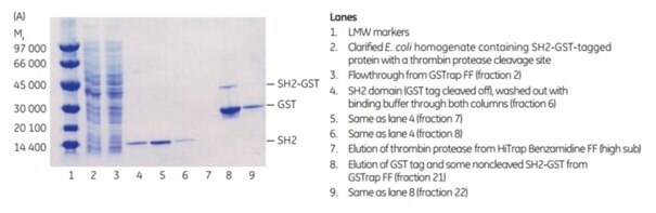 Purification of GST-SH2 GST-tagged protein Purification of GST-SH2 GST-tagged protein